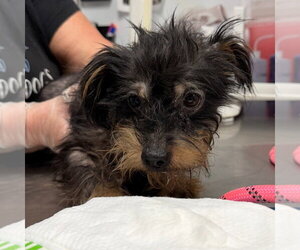 Mutt Dogs for adoption in Lawrenceville, NJ, USA