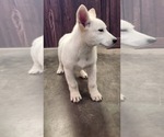Small #3 German Shepherd Dog