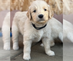 Golden Retriever Puppy for Sale in STRATHMORE, California USA