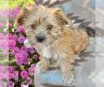 Small Photo #5 Morkie Puppy For Sale in WILLIAMSBURG, IN, USA