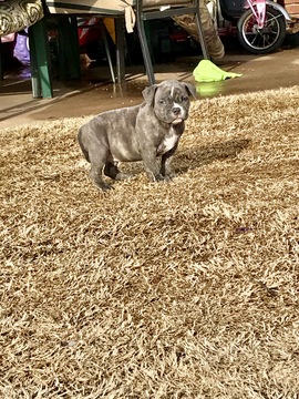 Medium Photo #1 American Bully Mikelands  Puppy For Sale in OKLAHOMA CITY, OK, USA