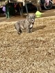 Small Photo #1 American Bully Mikelands  Puppy For Sale in OKLAHOMA CITY, OK, USA