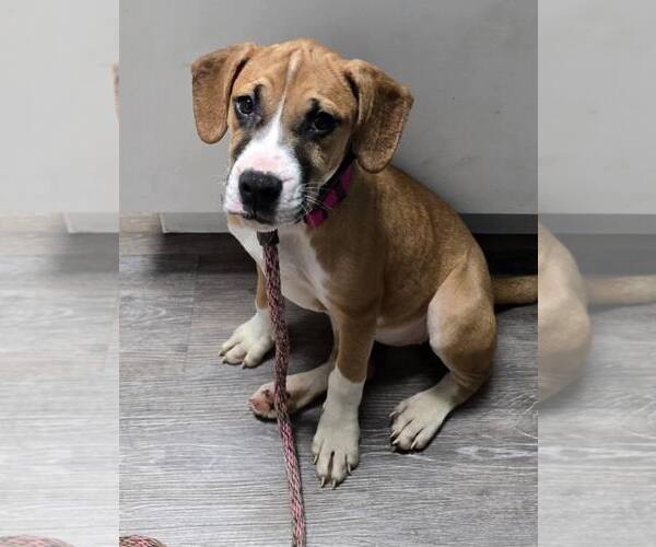 Medium Photo #3 Boxer-Unknown Mix Puppy For Sale in Burnsville, MN, USA