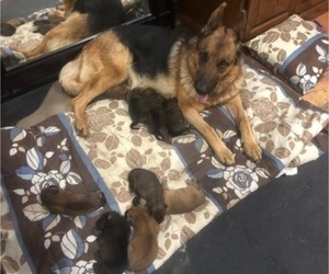 Mother of the German Shepherd Dog puppies born on 04/23/2022