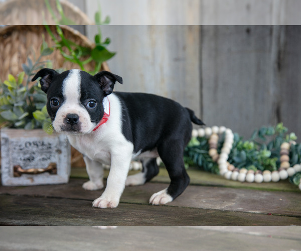 Medium Photo #19 Boston Terrier Puppy For Sale in MILLERSBURG, OH, USA