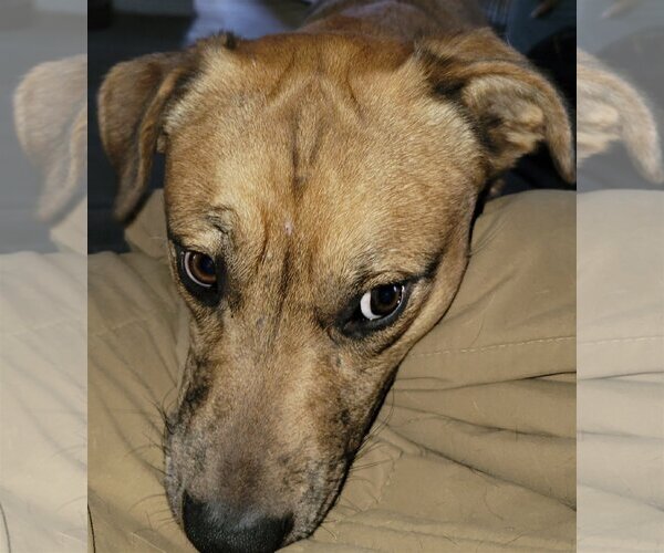 Medium Photo #5 Catahoula Leopard Dog-Unknown Mix Puppy For Sale in Spring, TX, USA