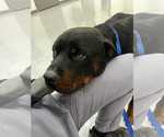 Small #3 Rottweiler