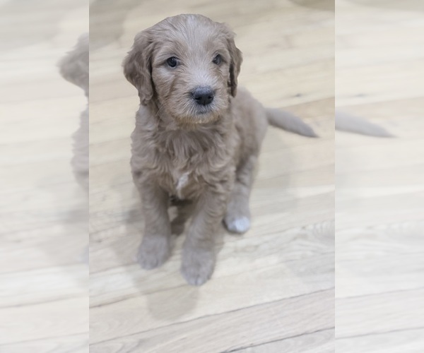 Medium Photo #1 Golden Mountain Doodle Puppy For Sale in CORBIN, KY, USA