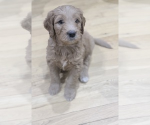 Golden Mountain Doodle Puppy for sale in CORBIN, KY, USA