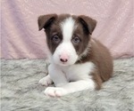 Small Photo #4 Border Collie Puppy For Sale in BLAKESBURG, IA, USA