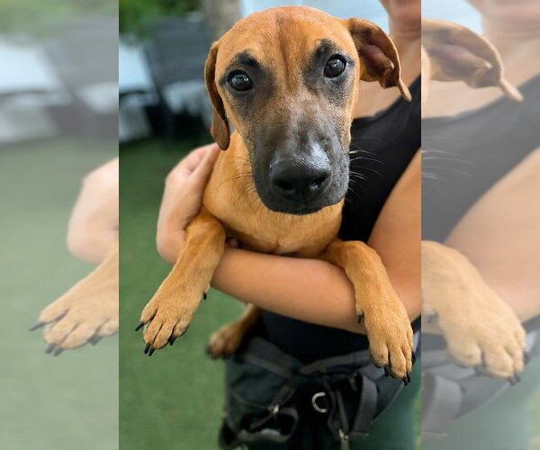 Medium Photo #1 Dachsador Puppy For Sale in Pompano Beach , FL, USA