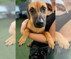 Dachsador Dogs for adoption in Pompano Beach , FL, USA