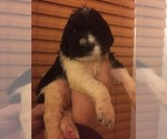 Small Photo #2 Labradoodle Puppy For Sale in KALISPELL, MT, USA