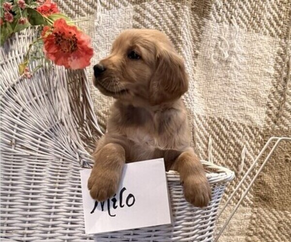 Medium Photo #5 Golden Retriever Puppy For Sale in OWEN, WI, USA