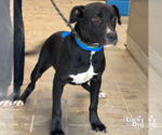 Small #1 Labrador Retriever-Retriever  Mix