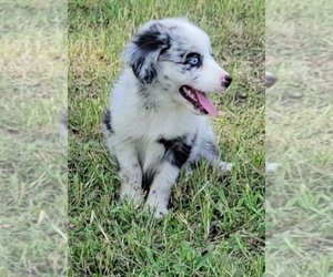 Miniature Australian Shepherd Puppy for sale in MARSHVILLE, NC, USA