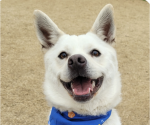 Mutt Dogs for adoption in San Ramon, CA, USA