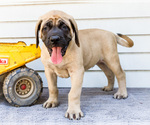 Puppy Miles Mastiff