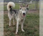 Small #1 Siberian Husky