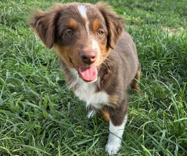 Medium Photo #16 Miniature Australian Shepherd Puppy For Sale in EVERTON, MO, USA