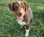Small Photo #16 Miniature Australian Shepherd Puppy For Sale in EVERTON, MO, USA