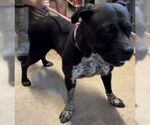 Small #9 American Pit Bull Terrier Mix