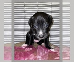Puppy 5 American Pit Bull Terrier-Borador Mix