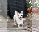 Small Chihuahua Mix