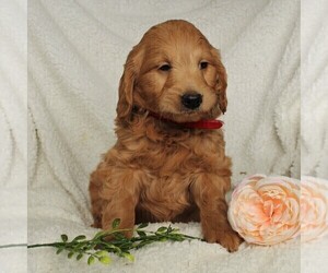 Goldendoodle (Miniature) Puppy for sale in LEOLA, PA, USA