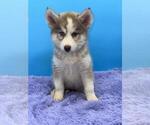 Small Photo #3 Siberian Husky Puppy For Sale in SANDY HOOK, KY, USA
