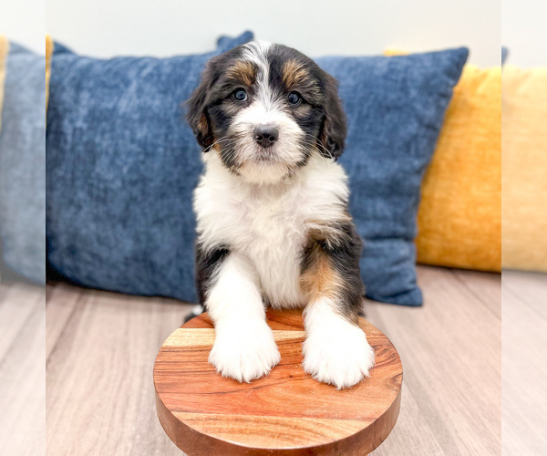 Medium Photo #5 Bernedoodle (Miniature) Puppy For Sale in DUNDEE, OH, USA