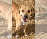 Small Labrador Retriever Mix