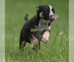 Small #3 Mutt