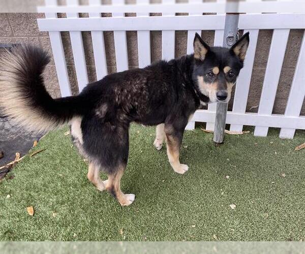 Medium Photo #1 Siberian Husky-Unknown Mix Puppy For Sale in Modesto, CA, USA