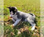 Small Photo #4 Siberian Husky Puppy For Sale in ARTHUR, IL, USA