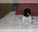 Small Photo #3 Akita Puppy For Sale in ORCUTT, CA, USA