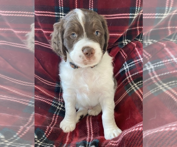 Medium Photo #8 Brittany Puppy For Sale in GRANVILLE, MA, USA