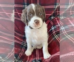 Small Photo #8 Brittany Puppy For Sale in GRANVILLE, MA, USA