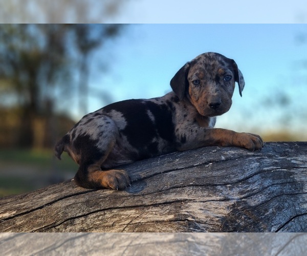 Medium Photo #5 Catahoula Leopard Dog Puppy For Sale in CUMBY, TX, USA