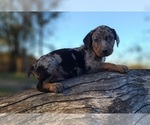 Small #4 Catahoula Leopard Dog