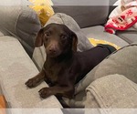 Small #3 Dachshund Mix
