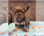 Small #3 French Bulldog