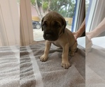 Small Photo #8 Cane Corso Puppy For Sale in CLEARWATER, FL, USA