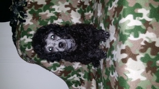 Poodle (Toy) Puppy for sale in TIMBERLAKE, NC, USA