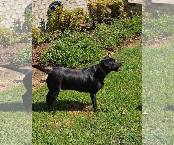 Medium Photo #4 Labrador Retriever-Unknown Mix Puppy For Sale in Oakhurst, NJ, USA