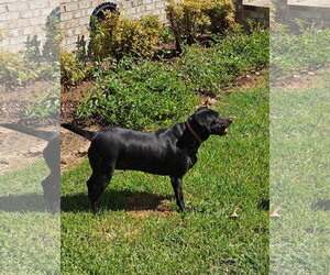 Daisy- black beauty - Female Labrador Retriever-Unknown Mix Dog for Adoption - Photo #4