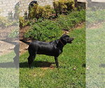 Small Photo #4 Labrador Retriever-Unknown Mix Puppy For Sale in Oakhurst, NJ, USA