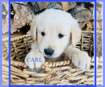 Puppy Carl Golden Retriever