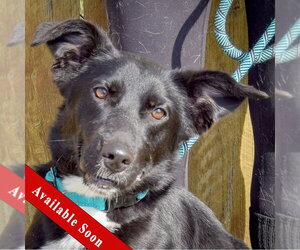 Border Collie-Unknown Mix Dogs for adoption in Huntley, IL, USA