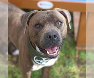 American Staffordshire Terrier-Unknown Mix Dogs for adoption in San Antonio, TX, USA